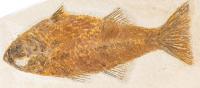 Large 9 &Acirc;&frac12; Inch Mioplosus from Green River