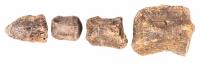Thescelosaurus Dinosaur Foot Claw with Three Phalanges
