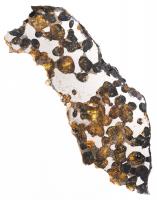 Carcharodontosaurus Theropod Dinosaur Tooth